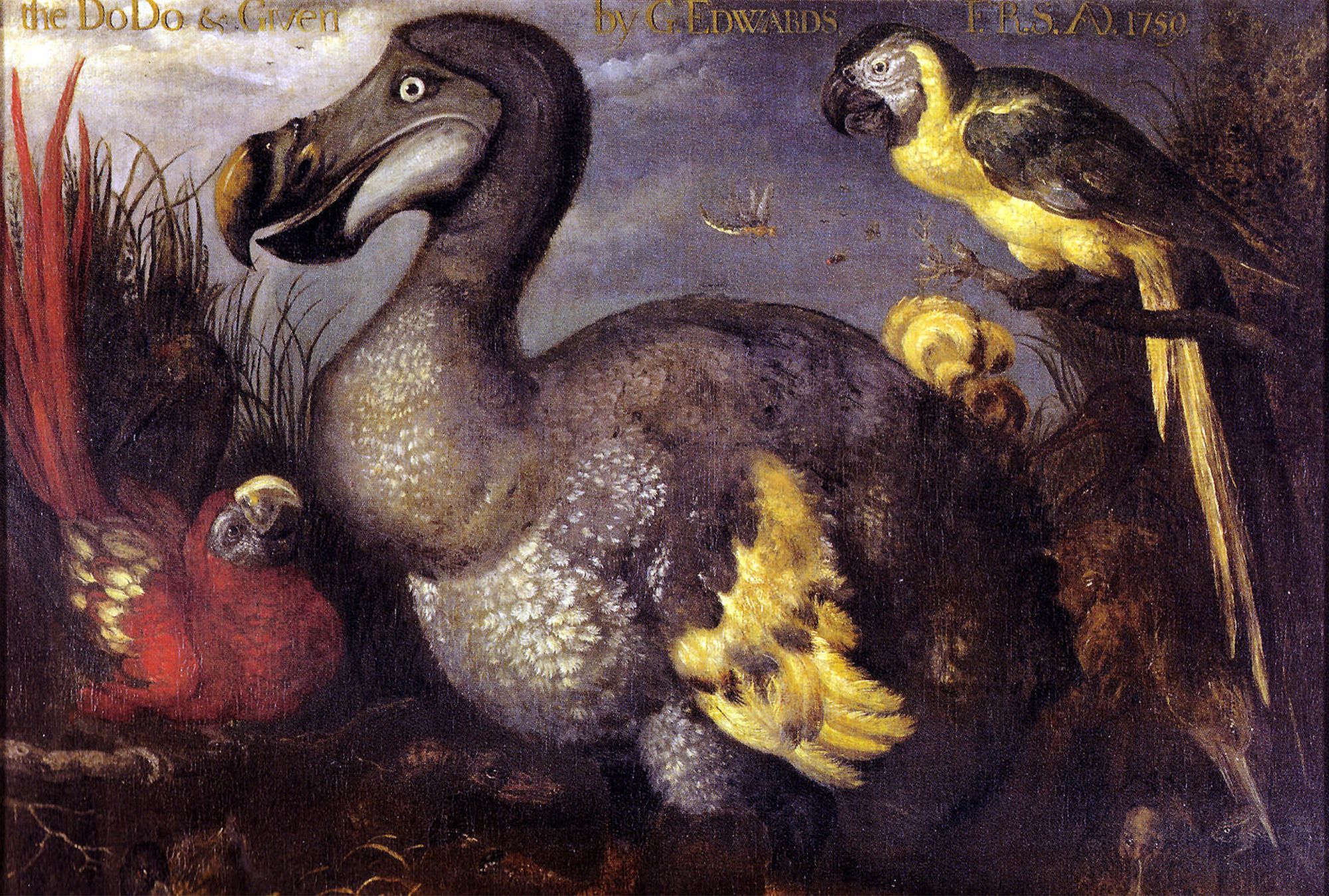 The Dodo Bird